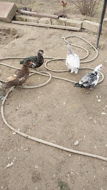 lal ördek balasi: Satılır: muskovi ördəklər (indoutka) - Növ: muskovi (sakit təbiətli — 2