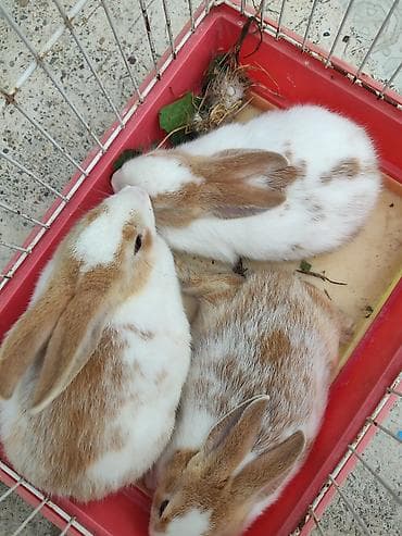 imişli yemi: Məhsul: Ev dovşanları, çatdırılma var Təsvir: - Rəng: ağ-qəhvəyi — 4
