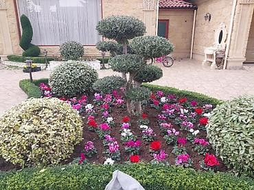 Pejaj və landşaft dizaynı xidməti - Həyət, bağ və villalar üçün lalafo.az -da Pejaj və landşaft dizaynı xidməti - Həyət, bağ və villalar üçün