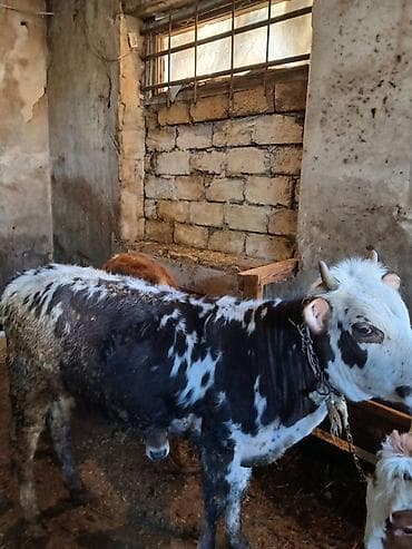 it satisi balaca: Məhsul: Yerli qarışıqlıq cins buzov Disi danadir saglam Təsvir: - — 1