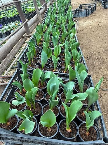 Tulpan artan coxalan gul