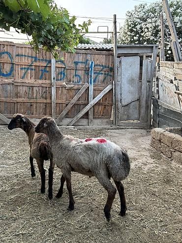 quzu satisi: Quzu, Erkək, ay: 7, 35 kq, Ətlik, Ünvandan götürmə, Ödənişli çatdırılma — 1