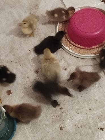 Птицы: 12dene bala zümrüdü lavanda krasnadar macar sortları son qiymət 7 — 5