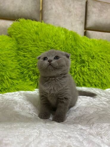 pisik satilir: Şotland, Dişi, Ödənişli çatdırılma — 9