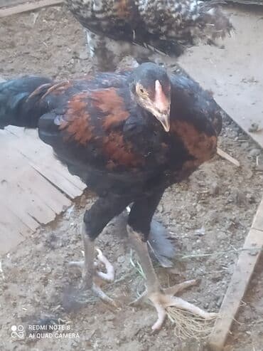 Inəklər, öküzlər: Heyratı xoruzlar. 5 aylıq heyratı xoruzları. Pleymut 6 -ədəd — 5