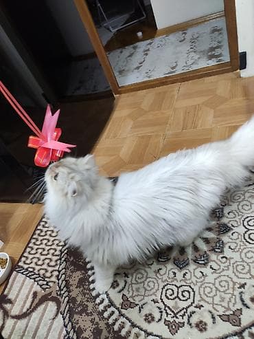 pişik paltarları: Şinşilla — 4