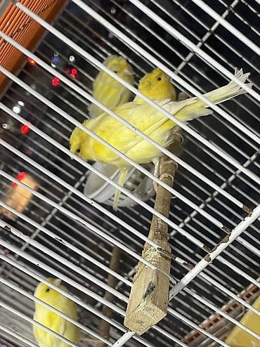 Bentley: 4 eded bülbül 3 erkek 1 dişi 2 ereke bir illikdi 1erkek 1 dişide 2 — 3