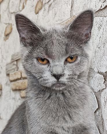 pisiklər: Britan — 6