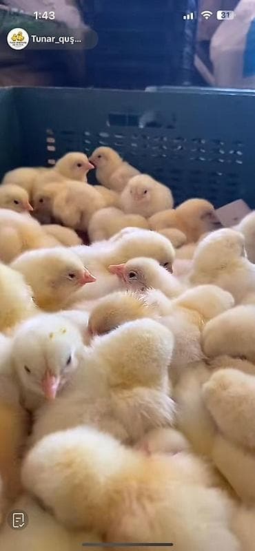 Toyuq cücələri, Ətlik, Pulsuz çatdırılma, Ödənişli çatdırılma, Rayonlara çatdırılma