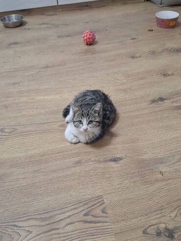 şotlant pişiyi: Erkək — 4