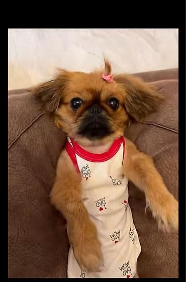 Pekines, 2 il, Dişi, Ünvandan götürmə lalafo.az -da Pekines, 2 il, Dişi, Ünvandan götürmə