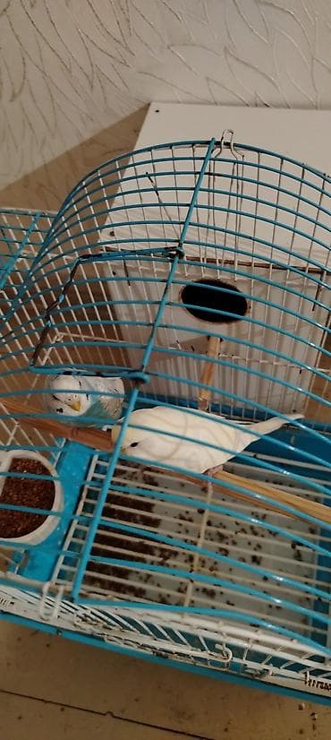 hind qusu: Hər şeyi üstündə verilir. Sağlam və cavan quşlardır. Yumurtlamaya — 3