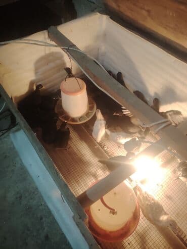 çüçələr: Qara Avstrolop cuceler satilir 4.50 azn 1 ay 15 günlükdür — 3