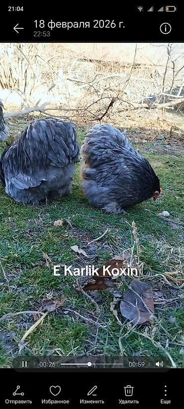 heyvanlara verilən xüsusi adlar: Toyuq, Damazlıq — 6