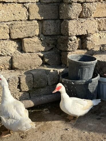 kayuqa ordək: Erkək, | Lal ördək, Damazlıq, Ünvandan götürmə — 2