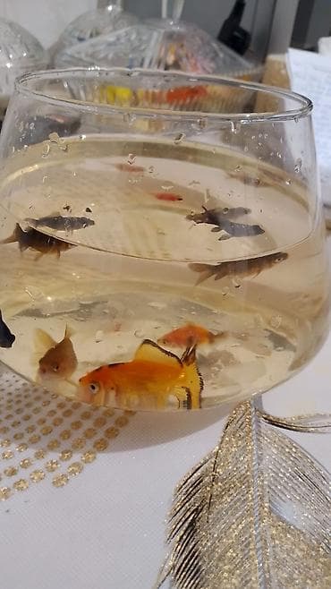 akvarium baliqlari haqqinda melumat: Oranda, Sülhsevər — 4