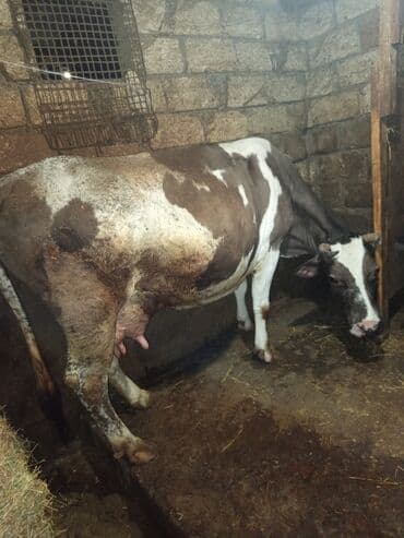 продажа собак в баку: Süd verən inək - Cins tipajı: qəhvəyi-ağ ləkəli, buynuzlu - Süd — 2