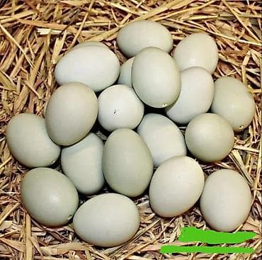 Sort ördek yumurtası 1.30 azn. Ördeklerin satışıda mövcuddur. Bakı