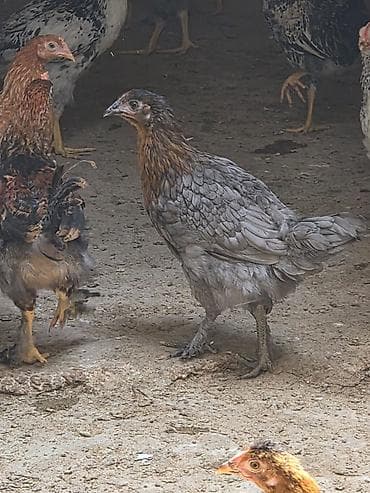 toyuq bazari: Курица, Для разведения, Самовывоз — 1