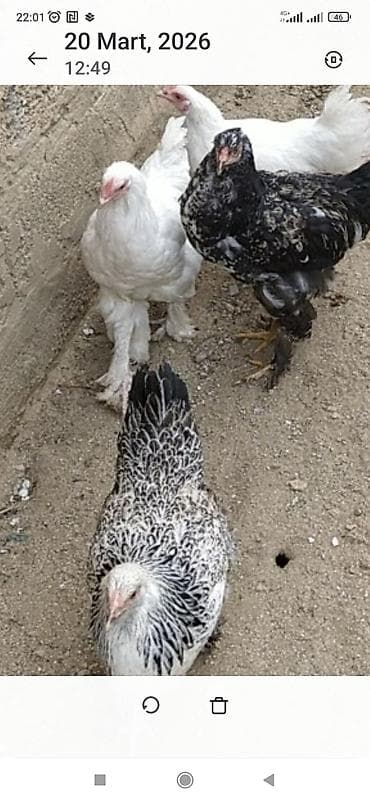 quban toyuqlari: Toyuq, Brama, Ətlik — 8