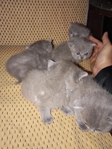 pisiklər: Boz rəngli balaca pişiklər - Cins: qısa tüklü, bürünc-boz (blue/gray) — 7