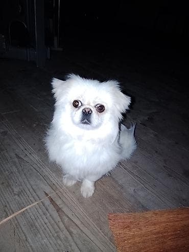 ev heyvan: Pekines, 1 il, Erkek, Ünvandan götürmə — 1