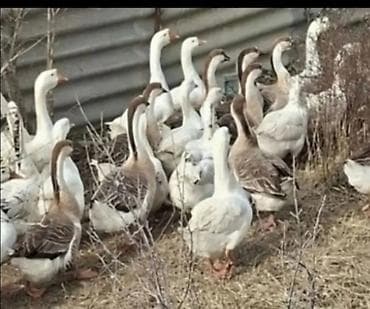 Qaz yumurtası – damazlıq 1 60 tezemayali qaz yumurtasi yerli ve kuban