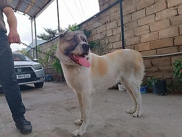 alabay itlerin satisi: Alabay, 11 ay, Erkek — 3