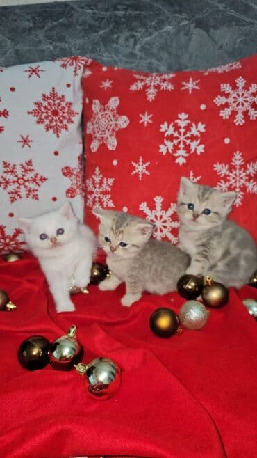 pişiy cinsləri: Ağ balaca pişik balası – mavi gözlü, tükləri yumşaq və sıx. Üzündə və — 6