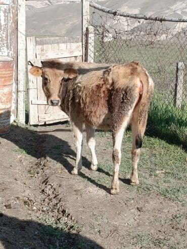 düyələr: Birinci qarına boğaz düyə satılır ünvan Şamaxı vatsap 0503938685 — 4