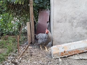 Toyuqlar: 4ay yarimliq erkek amroks.temiz qandir.hecbir problemi yoxdu.coxdu — 5