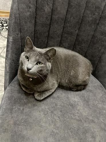 pisiy: Rus mavi, Dişi, Yaxşı əllərə, Ünvandan götürmə — 2