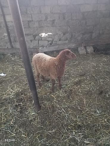 dovşan yemi: 5 ayliq disi quzudu kokdu isdeyen olsa elaqe saxlasin Qoyun – — 3