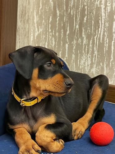Doberman, Dişi