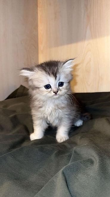 sabuncu heyvan bazari: Şinşilla, Dişi, Yaxşı əllərə, Pulsuz çatdırılma — 2