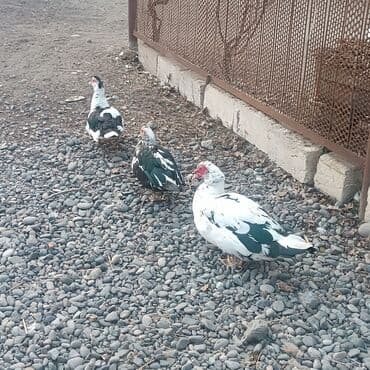 Inəklər, öküzlər: Musk ördəkləri (indoutka) – 3 baş - Rəng: ağ-yaşıl-qara ləkəli — 2