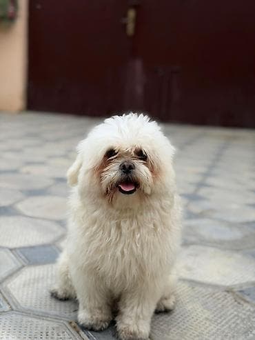 it sekilleri balaca: Cins it – kiçik ölçülü, uzun və dalğalı boz‑ağ kürklü — 1