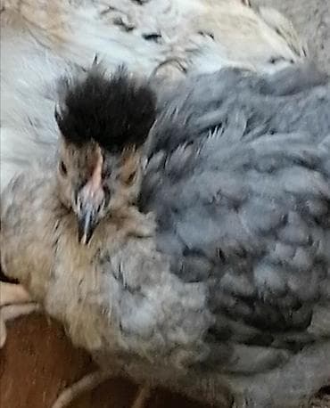 cücə yemi: Toyuq cücələri, Damazlıq — 2