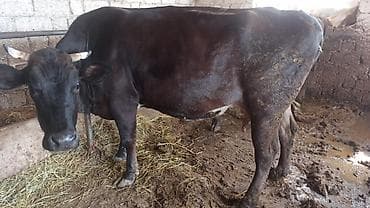 Satışda: qara rəngli inək Xüsusiyyətlər: - Cins: yerli tip (qara