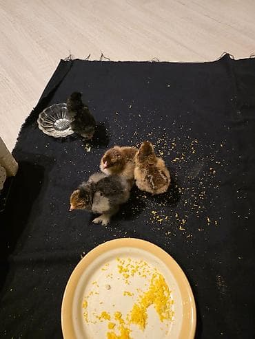 cücə setkası: Toyuq cücələri, Damazlıq — 4