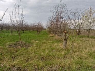 sumqayit kirayə: Kənd təsərrüfatı — 17