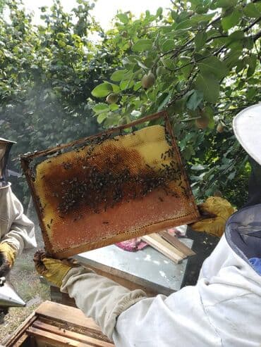meşə balı: Ismayilli mese bali. 1 kg - 30 azn Ariciliq teserrufati Ismayilli — 2