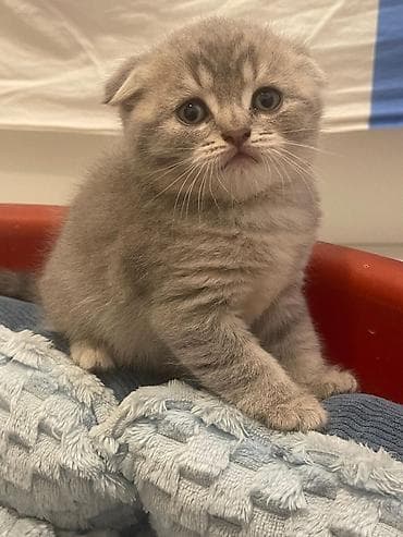 Şotland yastı qulaq