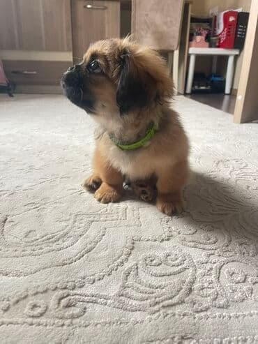 doberman itləri: Pekines — 1