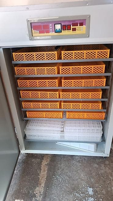 incubator satisi: Tam avtomat — 2