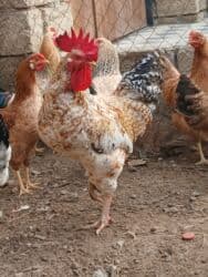 Inəklər, öküzlər: Məhsul: Xoruz Təsvir: - Güclü, iri bədən quruluşu, hündür daraq və — 2