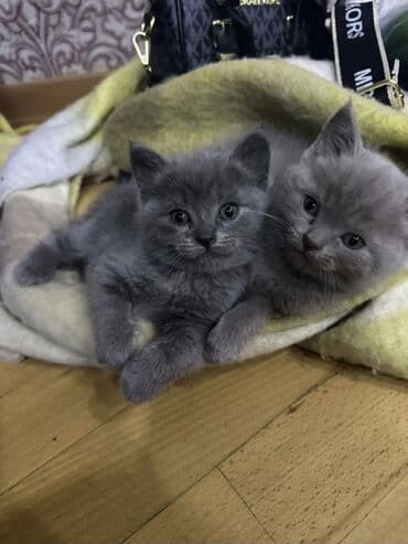 sirin pisikler: Erkək — 1