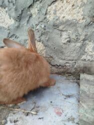 Inəklər, öküzlər: Temiz karlik diwidir erkeyi oladigna gore satiram — 14