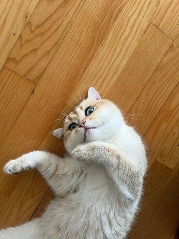 Lincoln: Шиншилла, Самец, Бесплатная доставка — 3