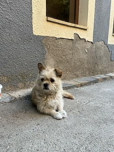 balaca it cinsi: Pekines, 2 il, Dişi — 2